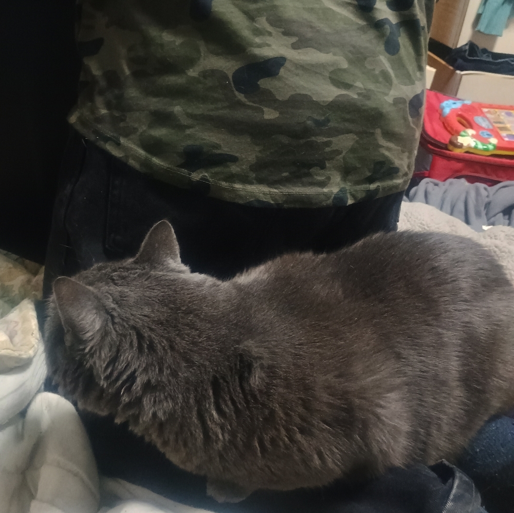 Plush Gray Cat Bed